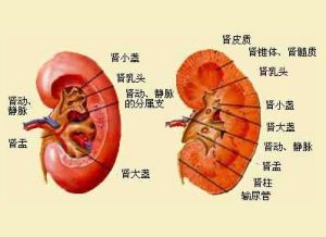 脚肿、腿肿、脸肿、甚至内脏肿，关键你知道这些都代表什么病吗？