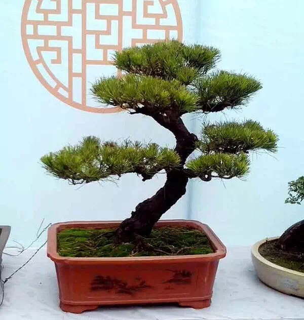 高山流水式松树盆景,亭亭山上松瑟瑟谷中风对比