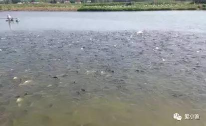 异育银鲫病毒性鳃出血病预防与控制技术