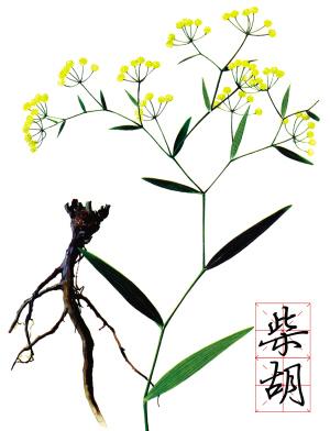 漫话中医汤剂,漫谈散文季羡林读后感