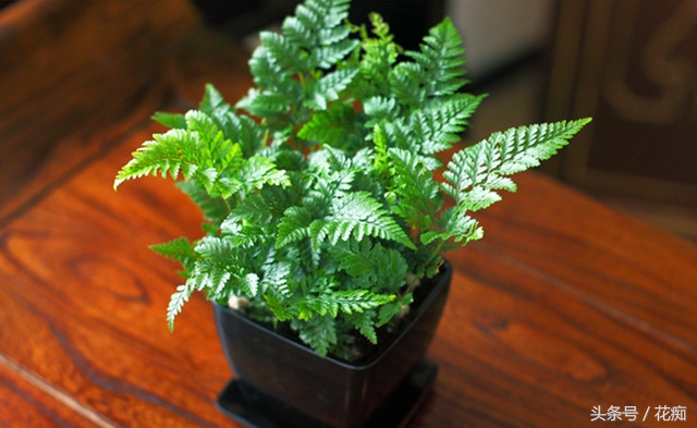 蕨类花卉怎么养,不会养花就养盆吊兰
