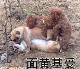 你听说过”反泰迪联盟“和”人形泰迪“吗？养泰迪凭啥要被歧视？