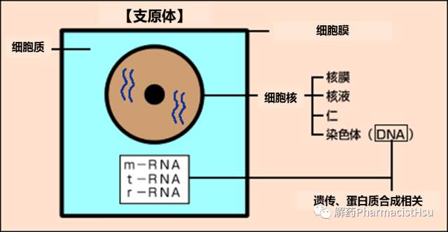 支原体怎样判断还需要吃阿奇霉素,为什么支原体阴性还要输阿奇霉素