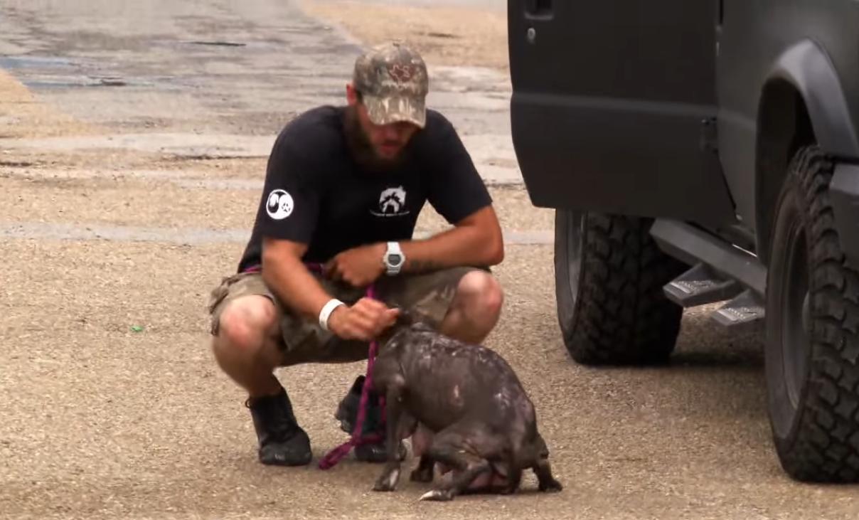 涨奶的小狗,涨奶狗