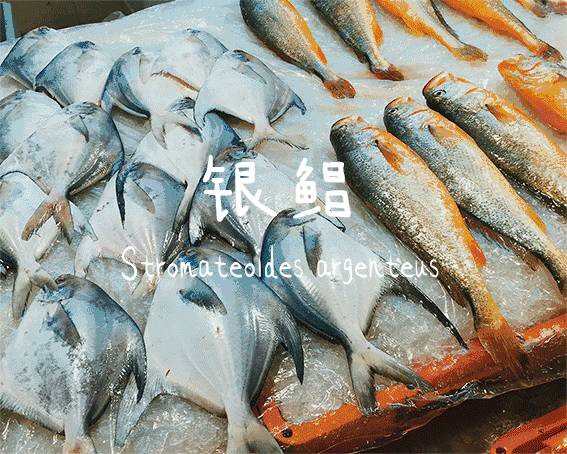 浙江小渔村自驾,浙江小众但绝美的古村