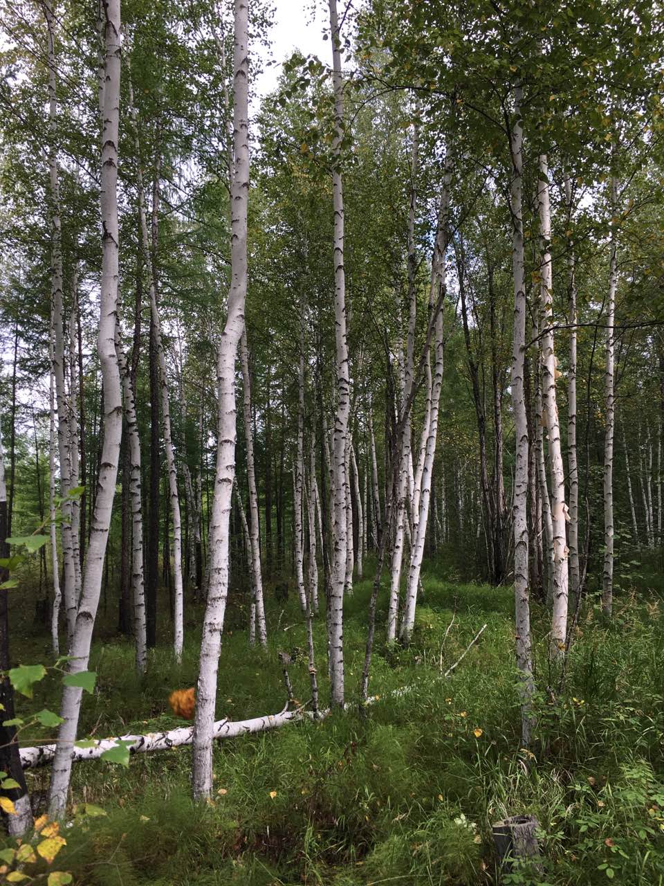 东北行第四天,满归到漠河北极村多少公里