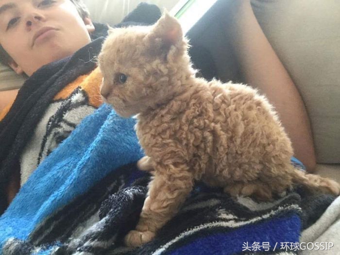 粘人又傲娇的猫品种,短毛猫可爱的品种