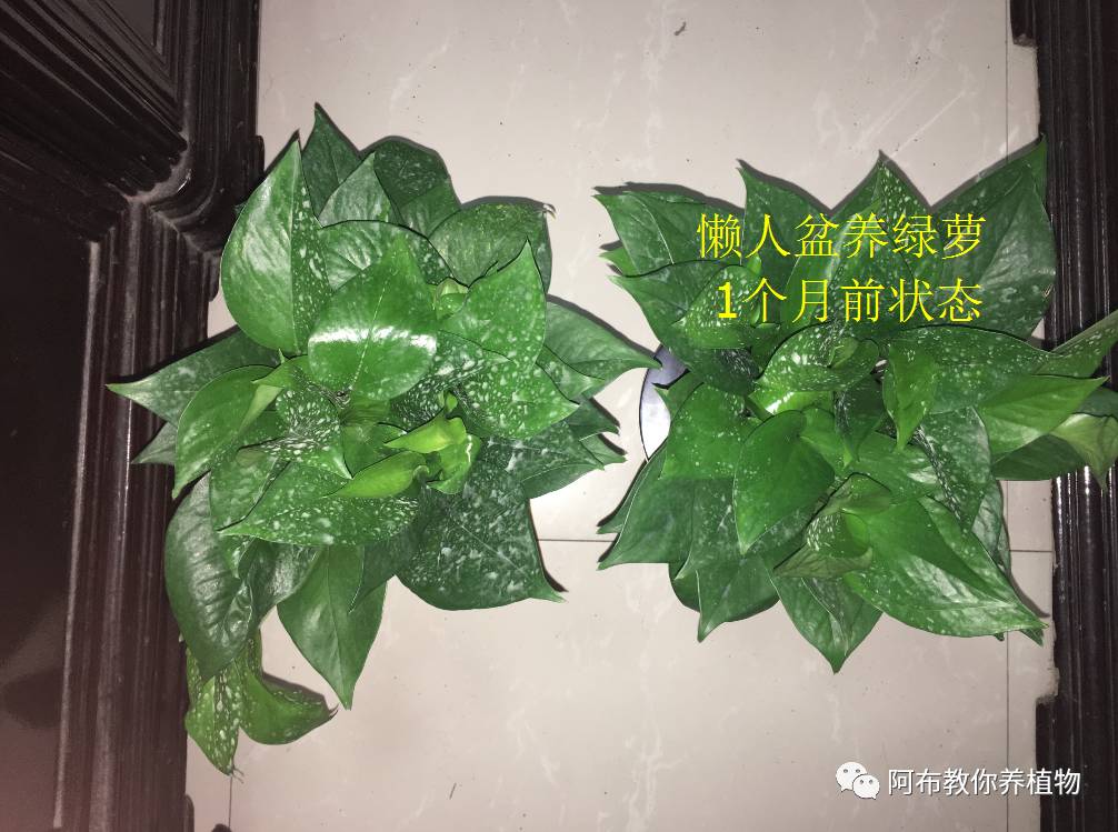 绿萝绿植怎么养活得快一点,绿萝绿植养护技巧图解大全