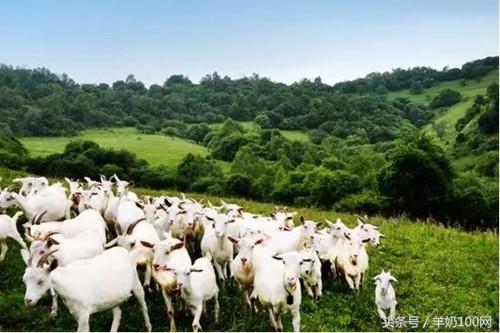 首批通过配方注册的奶粉,二次配方注册制成功的羊奶品牌