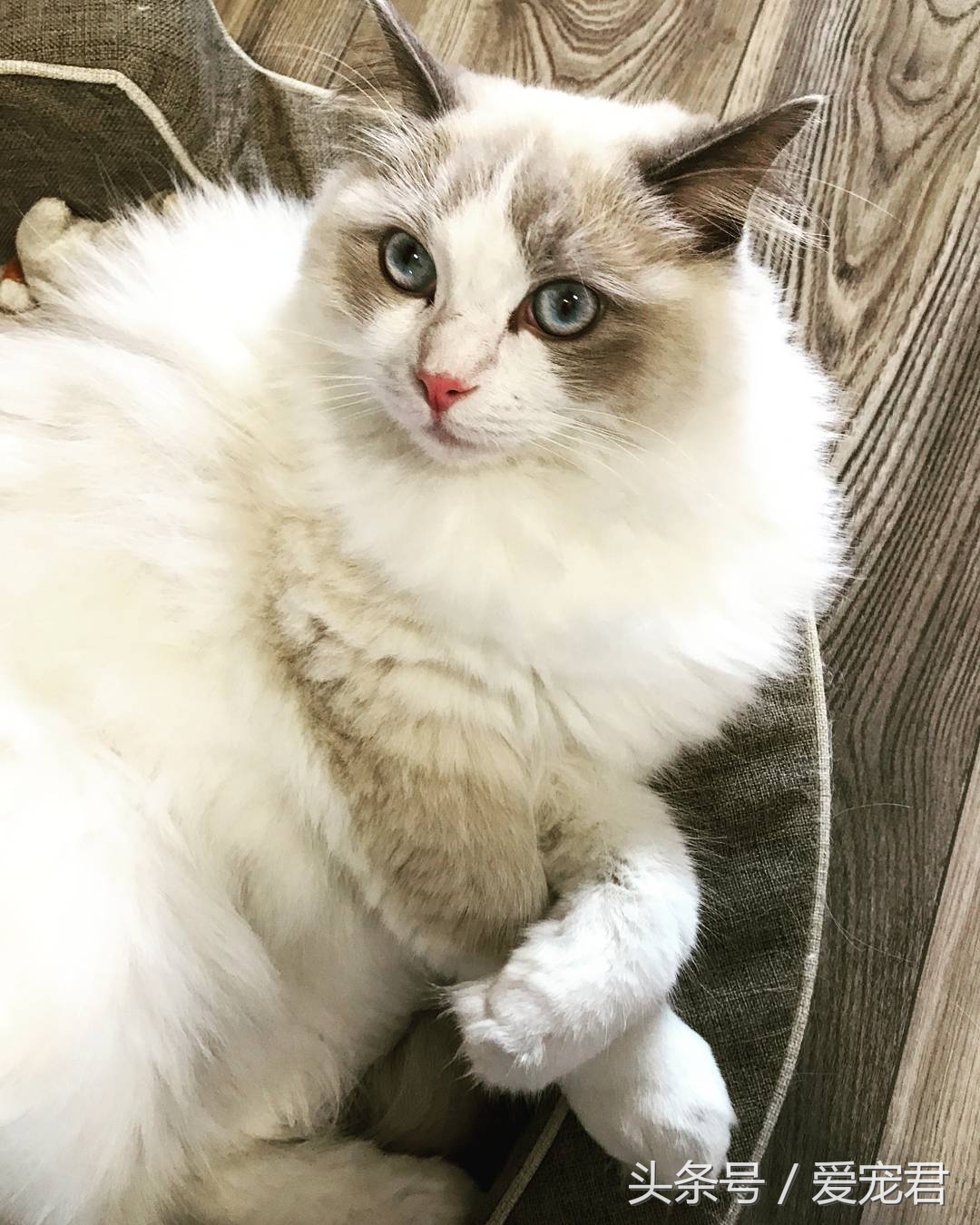 猫咪郁闷可吃什么药,猫咪爱抓东西怎么解决呢