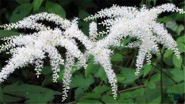 更年期吃莉芙敏片有副作用吗,更年期莉芙敏片怎么服用