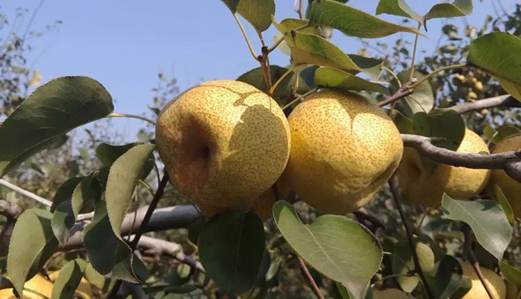 如何选梨甜又脆,买梨怎么挑最好的