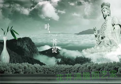 花开满屋园艺家一叶，一菩提，3500年了，只为了