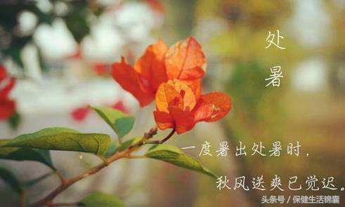 处暑的养生需要注意些什么,处暑有哪些养生禁忌