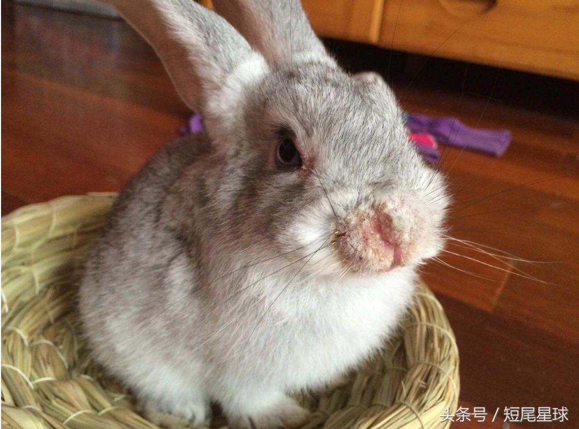 兔子真菌感染怎么治疗,兔子真菌感染如何治疗图片大全