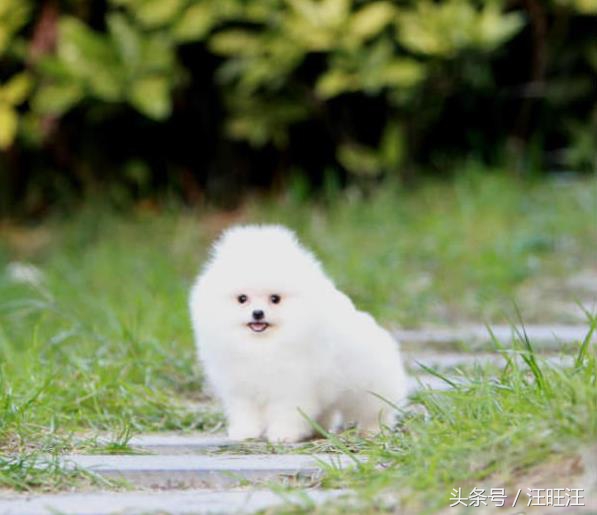 狗狗得了细小对小孩有什么危害,宠物狗的危害