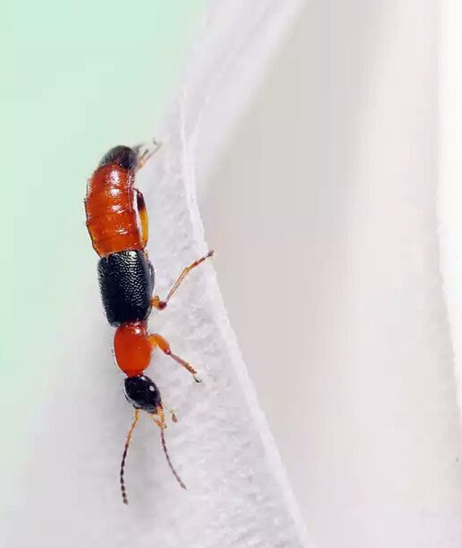 夏天咬人毒虫有哪些,被毒虫咬一般什么虫子