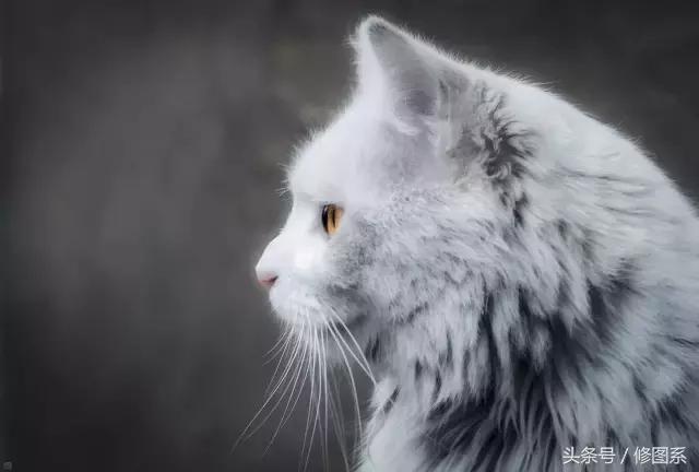 修图师会用哪些修图软件,修图师都用ps么