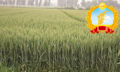 鲁原118小麦种和502麦种对比,鲁原502小麦种产量好不好