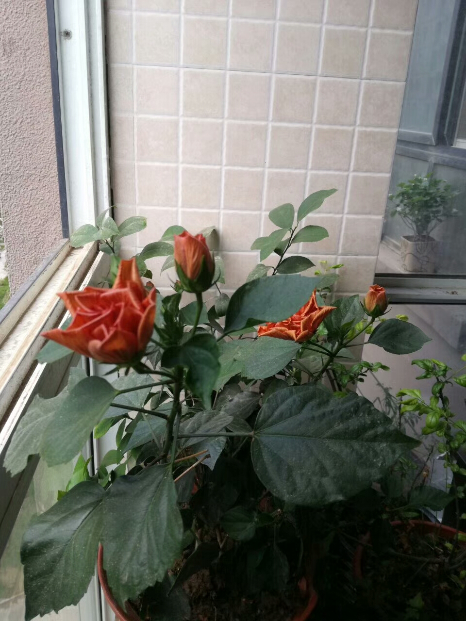 蓝颜知己是指的什么关系,蓝颜知己歌曲原唱完整版