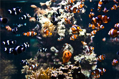 小丑鱼怎么养要准备什么,小丑鱼怎么养才能养得好