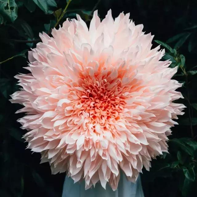 会枯萎腐烂的仿真花,会枯萎的花有什么