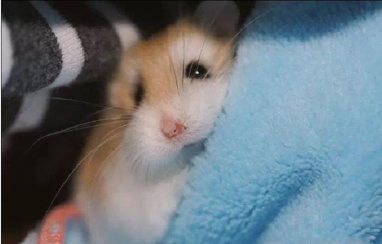 仓鼠宠物沟通,仓鼠宠物怎么上手训练