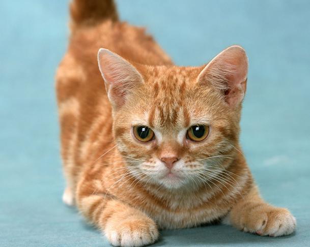 各种各样的很可爱又很好看的猫,各种可爱猫