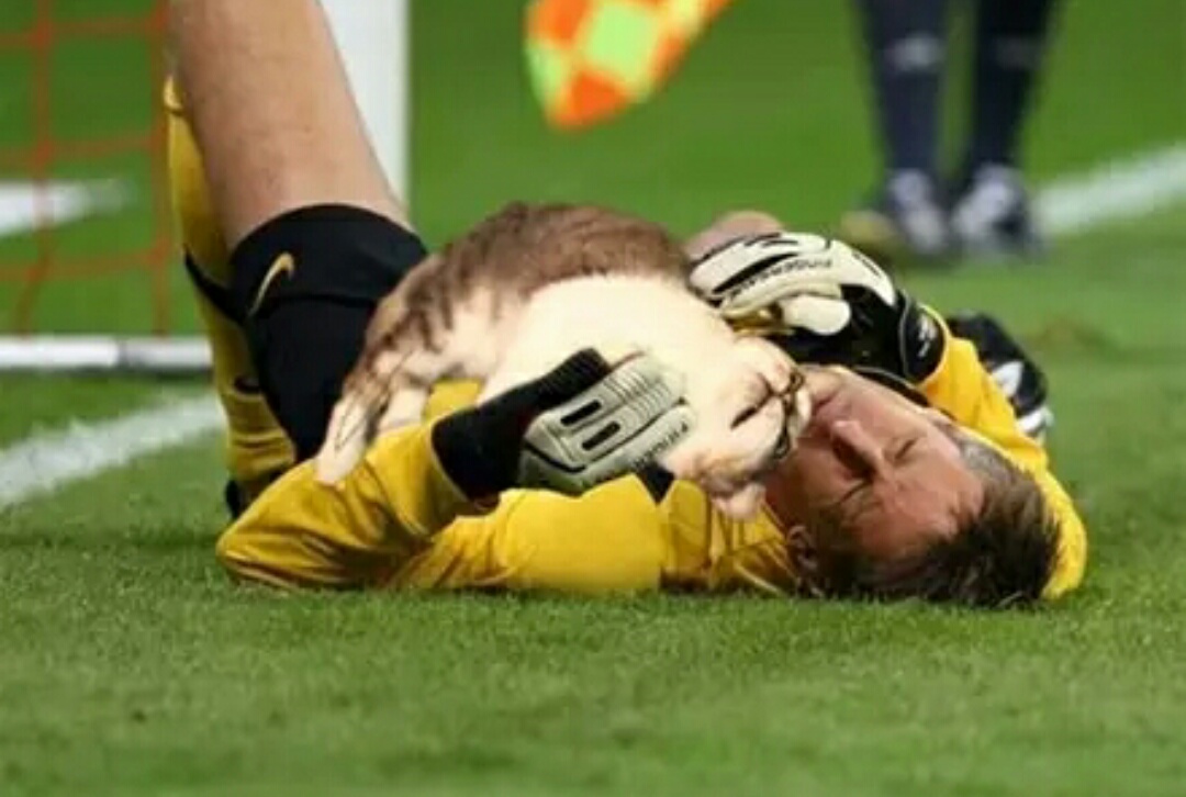 把足球p成猫,网友p的足球搞笑视频