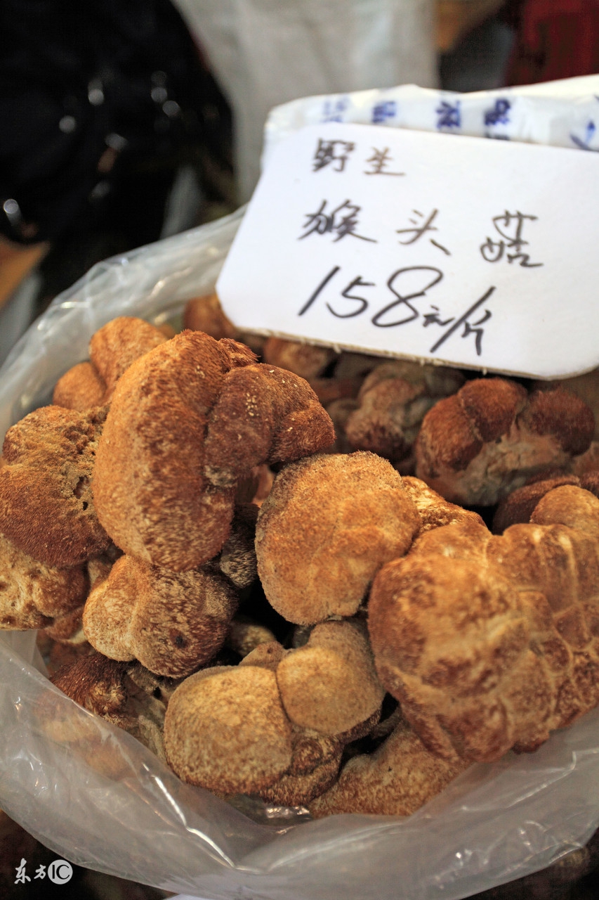 真假猴头菇,猴头菇质量好坏的鉴别