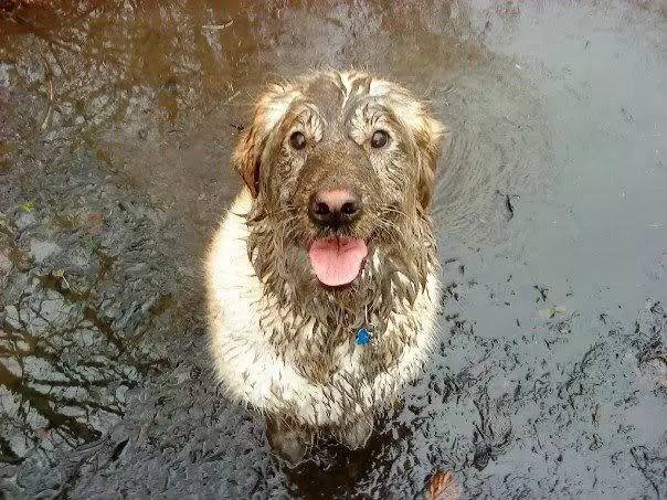 暖男金毛可以暖到什么地步,金毛暖男视频完整版