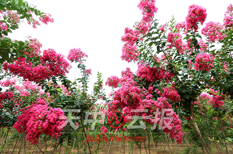 紫薇花开满庭院图片,紫薇花在盛开下一句