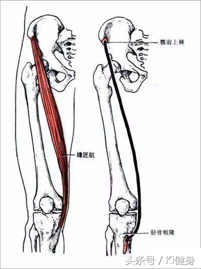 阔筋膜张肌的功能解剖视频,阔筋膜张肌处理手法