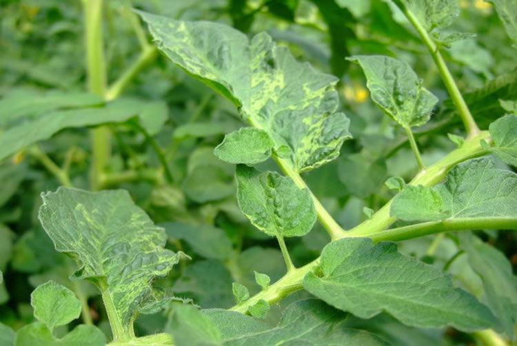 番茄低温症状和病毒病的区别,番茄花叶病毒病症状