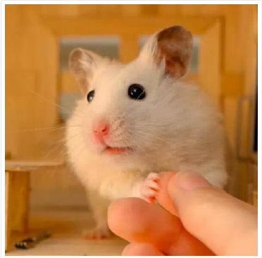 仓鼠宠物攻略,仓鼠宠物的小教程
