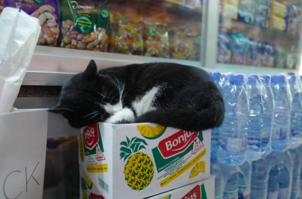 顾客问一句这猫也是特价活动买一送一商店店主的反应亮了