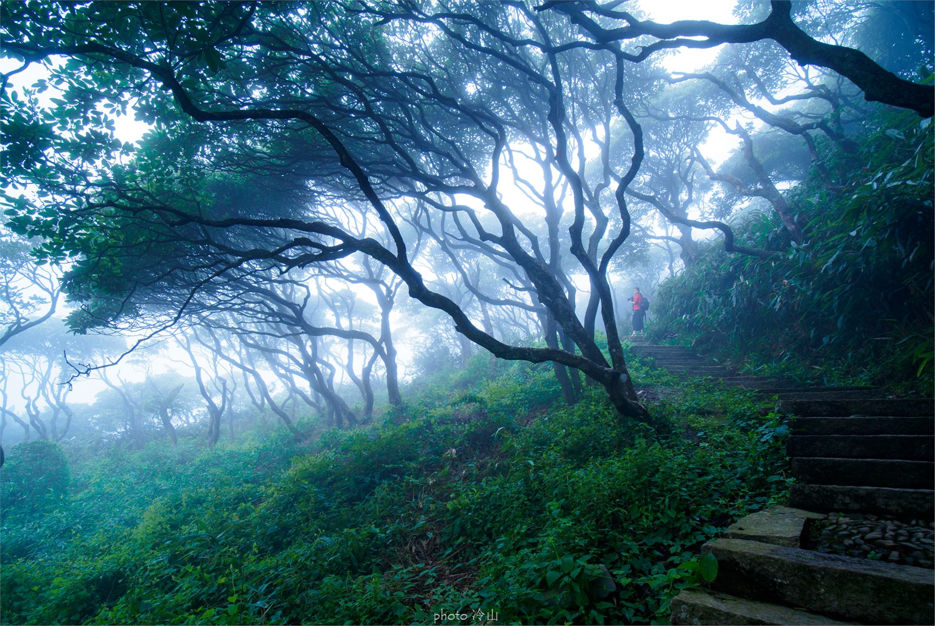 华顶千年杜鹃林,天台山石梁瀑布华顶杜鹃