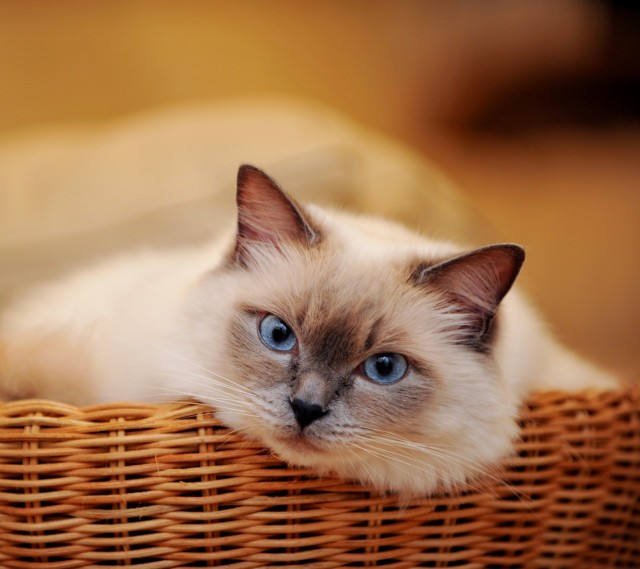 猫咪呕吐白色黏液是怎么回事,猫咪呕吐的原因及处理方法