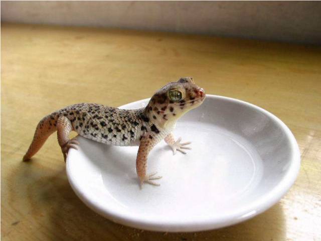 亚宠展第二弹的宠物,亚宠展有爬宠吗