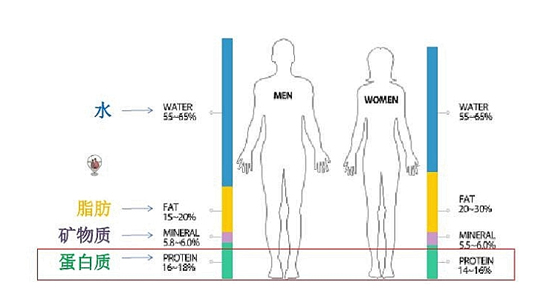 什么牌子的蛋白粉最好,如何选择优质蛋粉