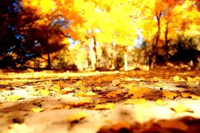 三千年的情缘，三千年的企盼只为这一季的金秋（附攻略）