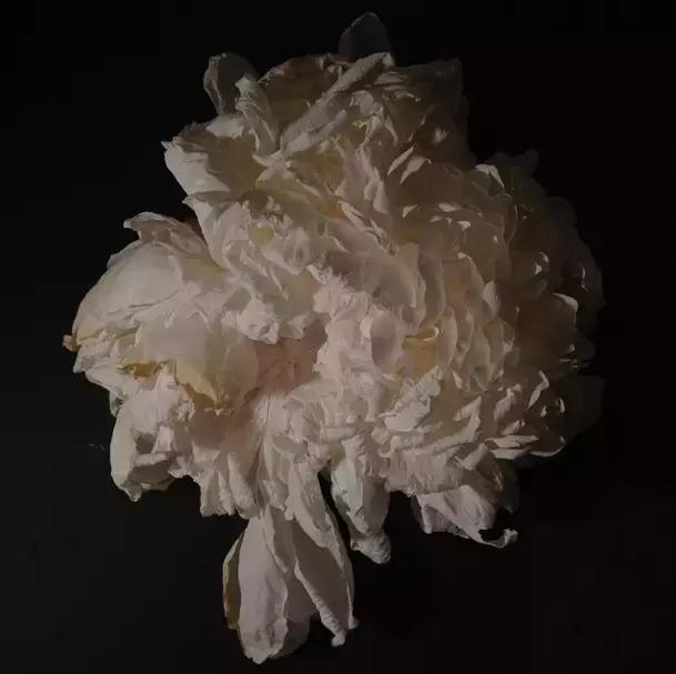 会枯萎腐烂的仿真花,会枯萎的花有什么