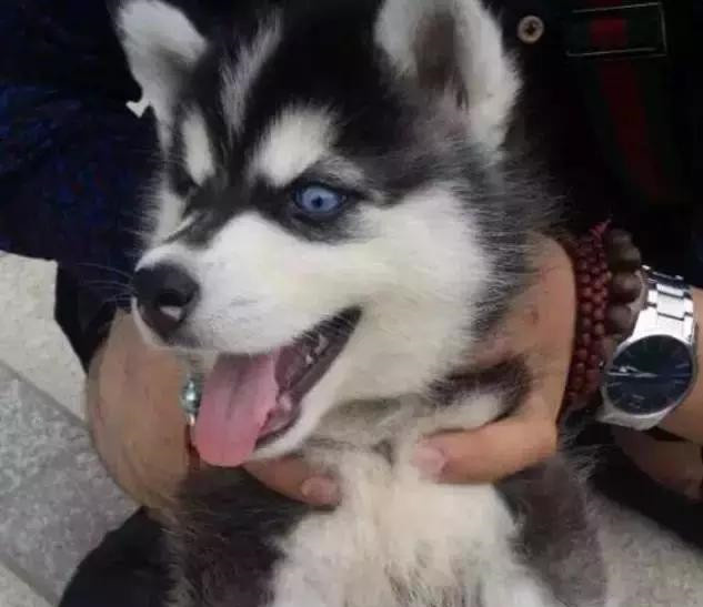 一招辨认哈士奇是不是纯种皇家血脉