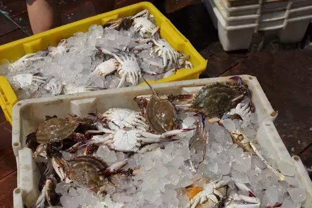 又到吃海蛎子的季节,又到了吃海鲜的季节生蚝