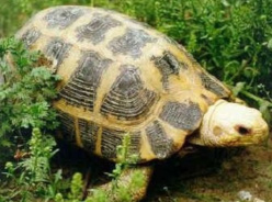 养殖陆龟有什么用,养陆龟的视频教程