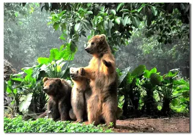 长隆野生动物世界抱考拉,考拉长隆野生动物园
