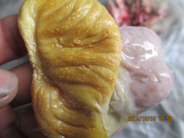 孩子积食发烧怎么办,孩子有食火积食怎么办