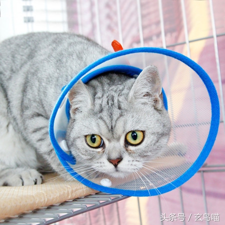 猫咪得了轻微猫癣要隔离,处理猫癣正确流程