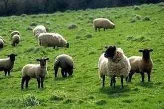 澳大利亚的保健品吃了有问题吗,澳洲的保健品公认全球最佳