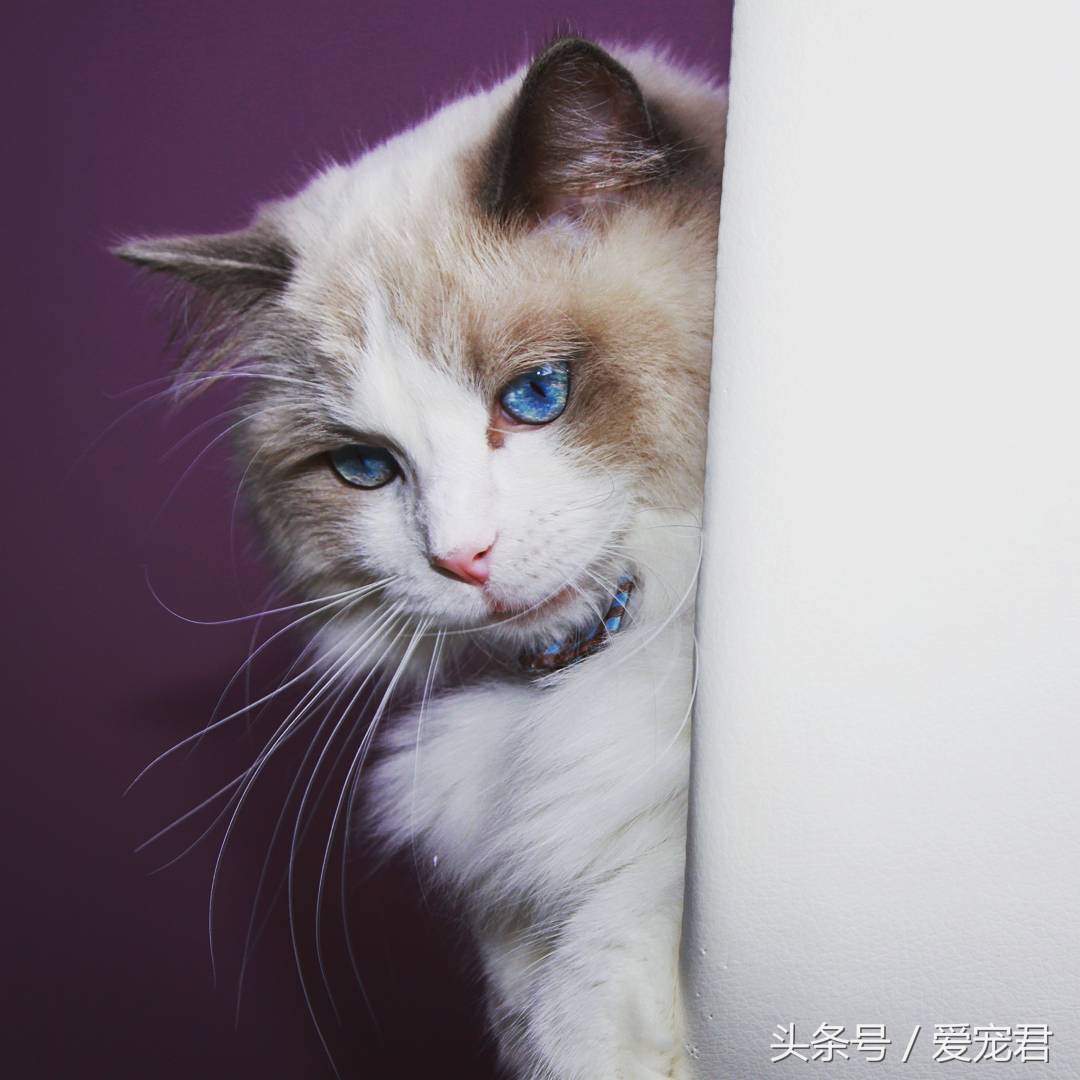 猫咪郁闷可吃什么药,猫咪爱抓东西怎么解决呢